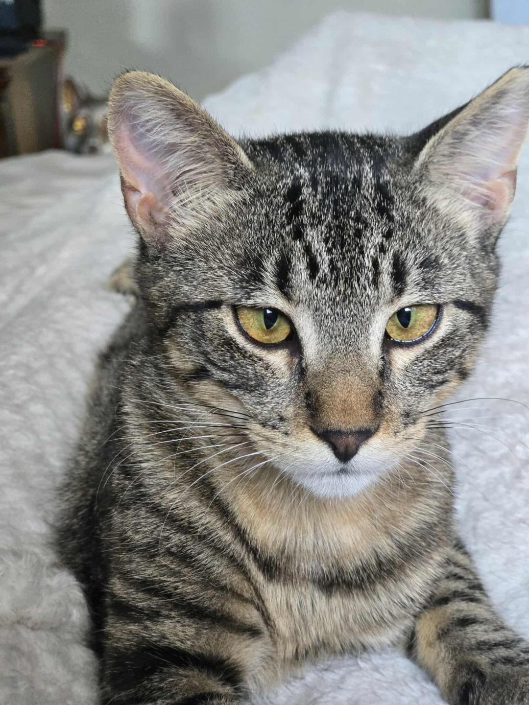 Meet Violet - A Quiet Thoughtful Young Cat, Adoptable, Young Female Tabby.