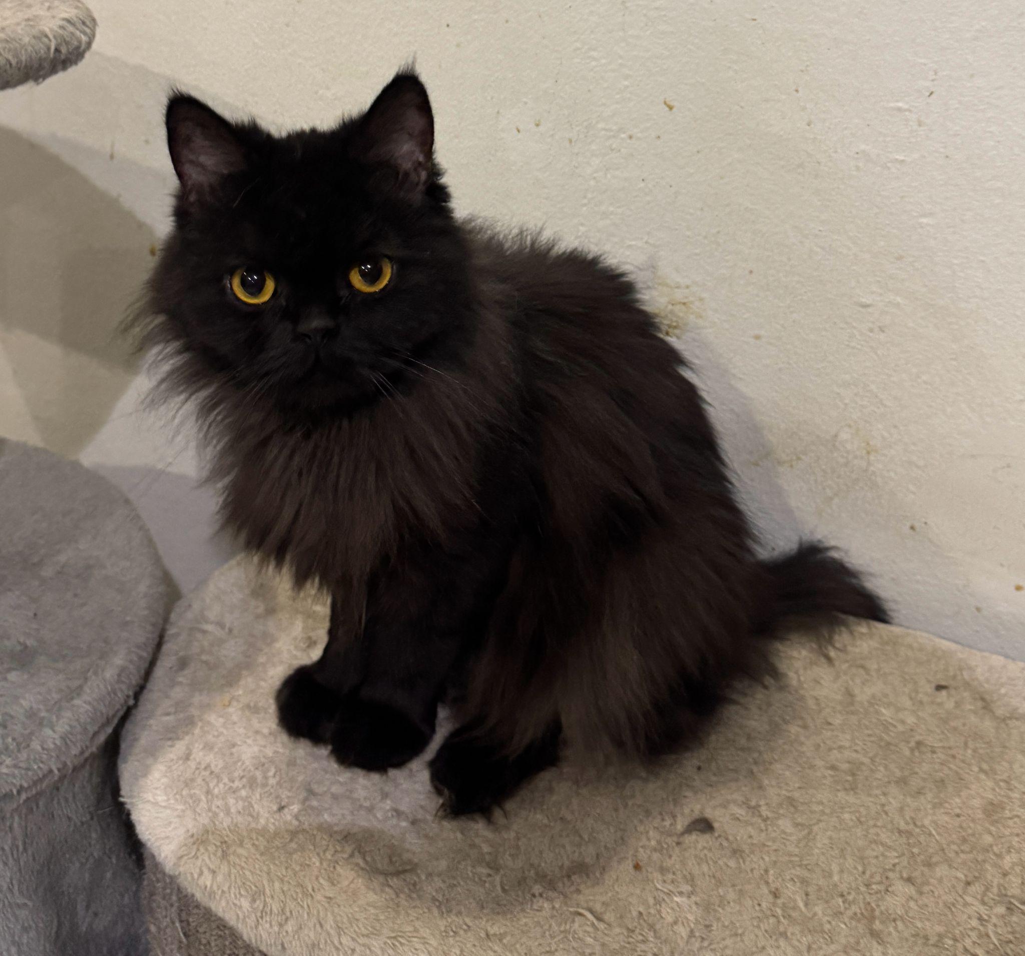 CHAKA, an adopted British Longhair in Mississauga, ON image 2/5