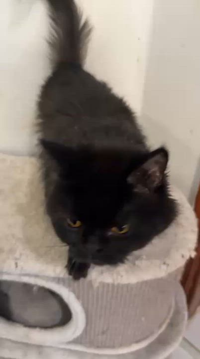Enlarge CHAKA, an adopted British Longhair in Mississauga, ON video 5/5