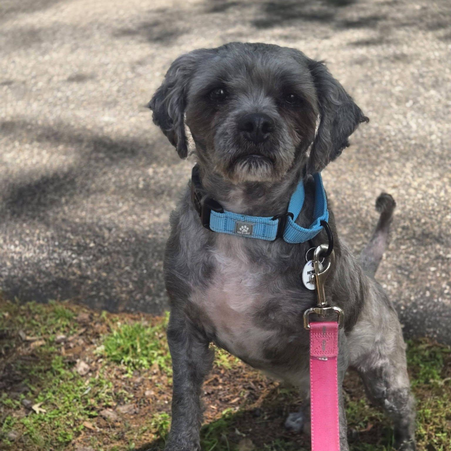 Gizmo, an adoptable mixed breed in Severn, MD image 2/5