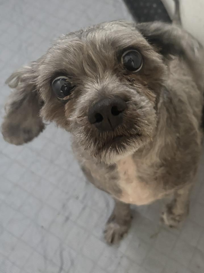 Gizmo, an adoptable mixed breed in Severn, MD image 4/5