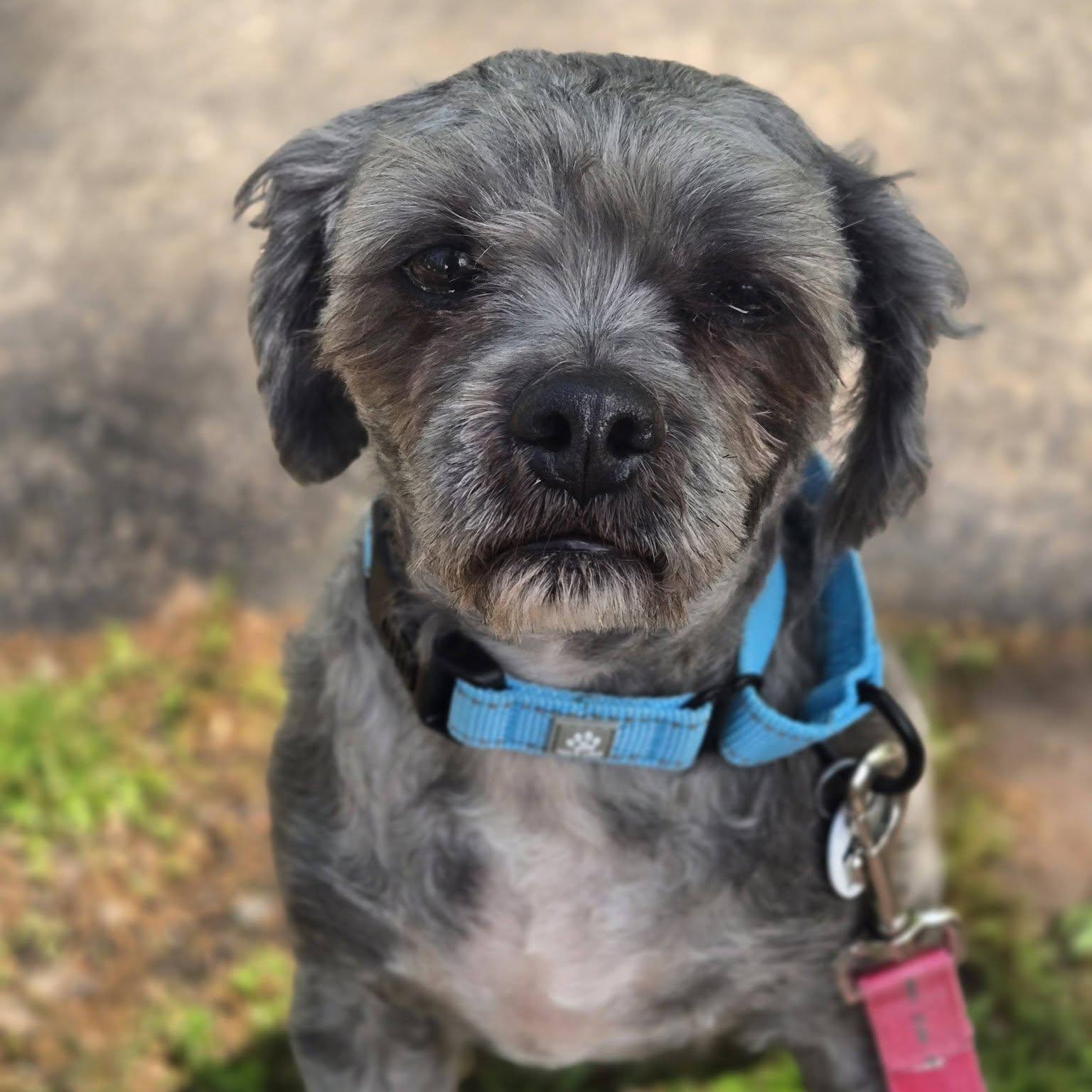 Gizmo, adoptable, Senior Male Miniature Poodle & Miniature Schnauzer.