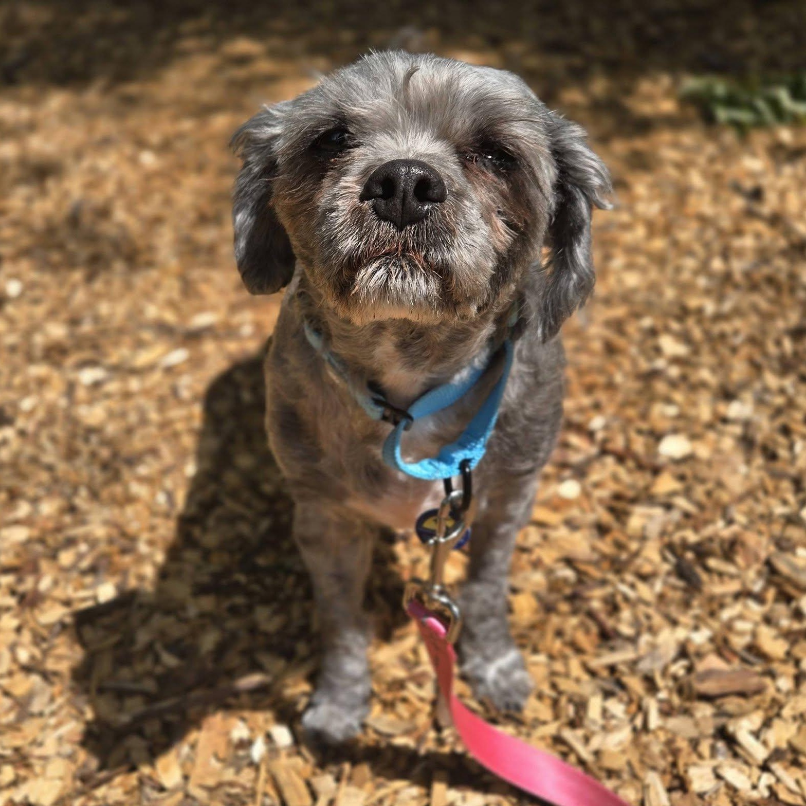 Gizmo, an adoptable mixed breed in Severn, MD image 3/5