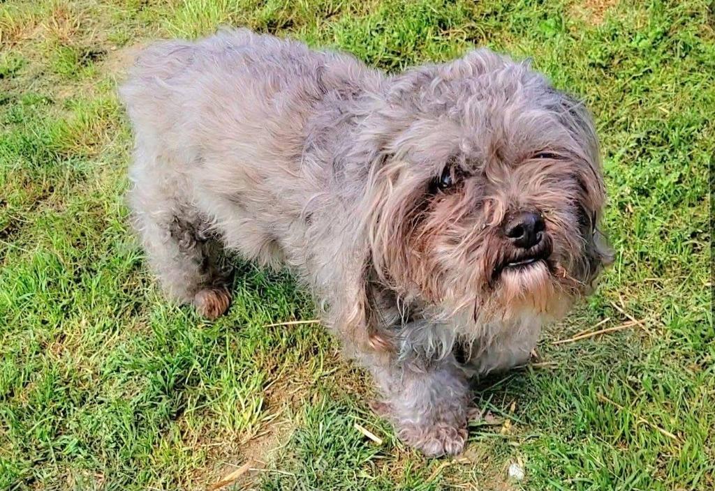 Gizmo, an adoptable mixed breed in Severn, MD image 5/5