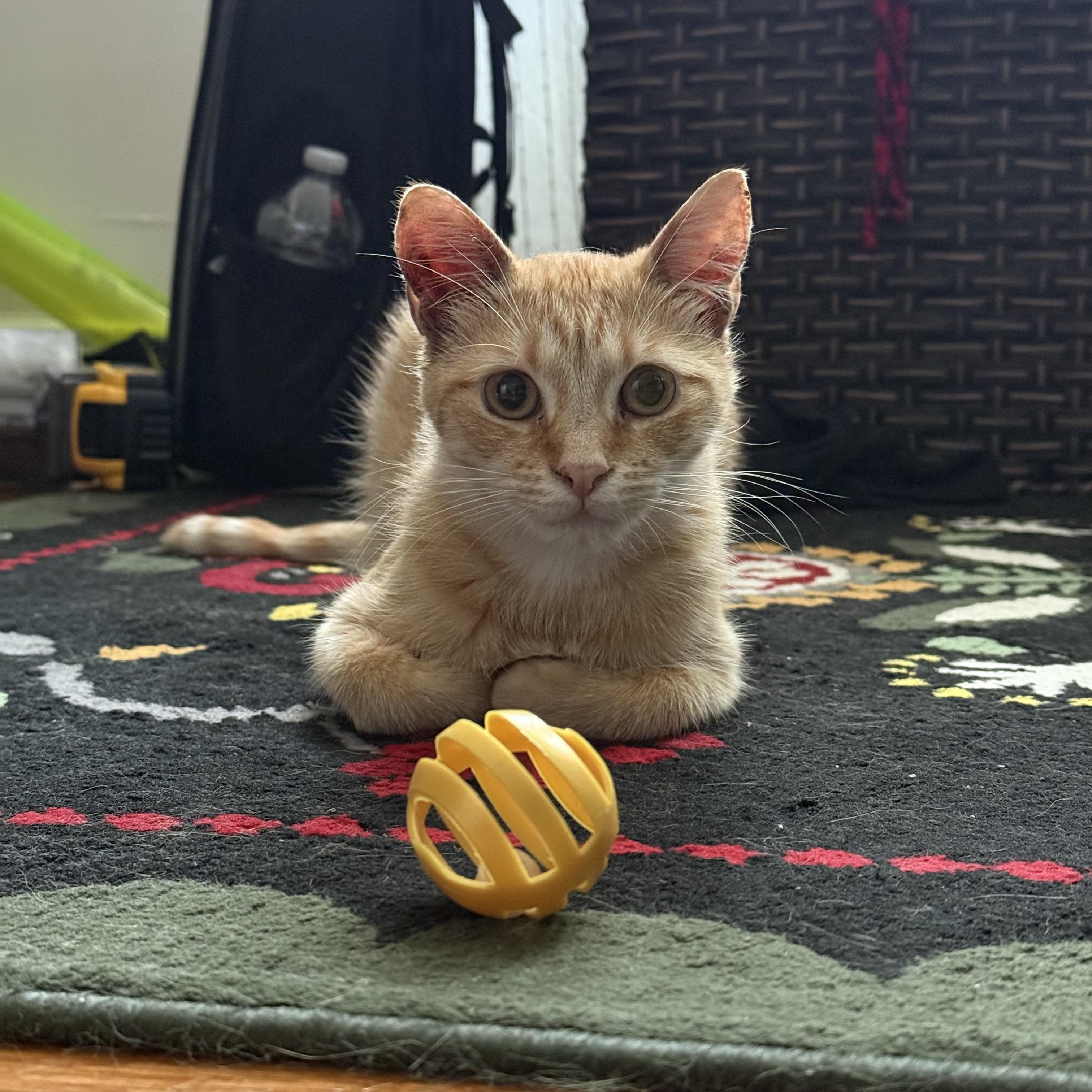 Enlarge Stevie Nicks, a Adoptable mixed breed in Brooklyn, NY image 2/6