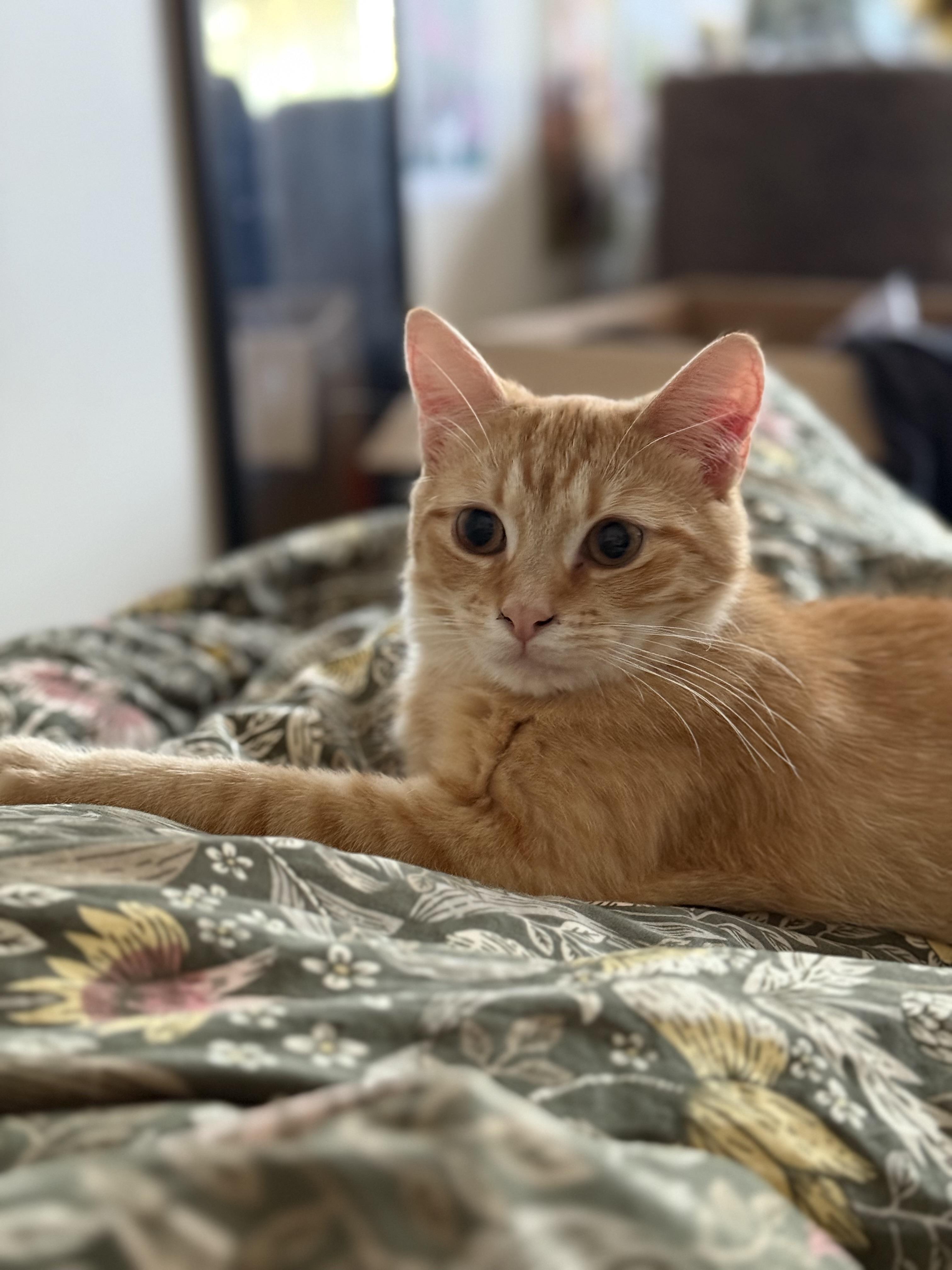 Enlarge Stevie Nicks, a Adoptable mixed breed in Brooklyn, NY image 6/6