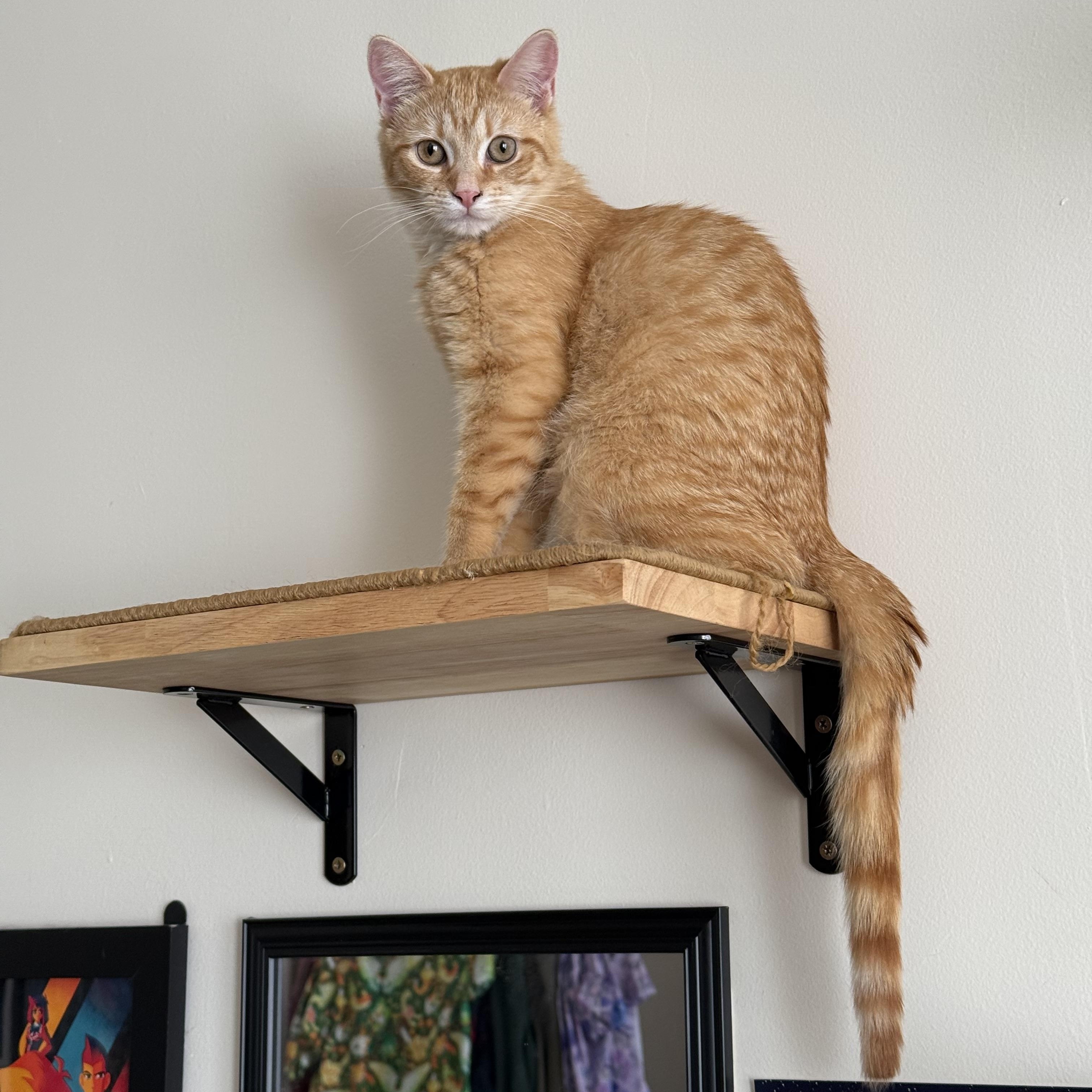 Enlarge Stevie Nicks, a Adoptable mixed breed in Brooklyn, NY image 1/6