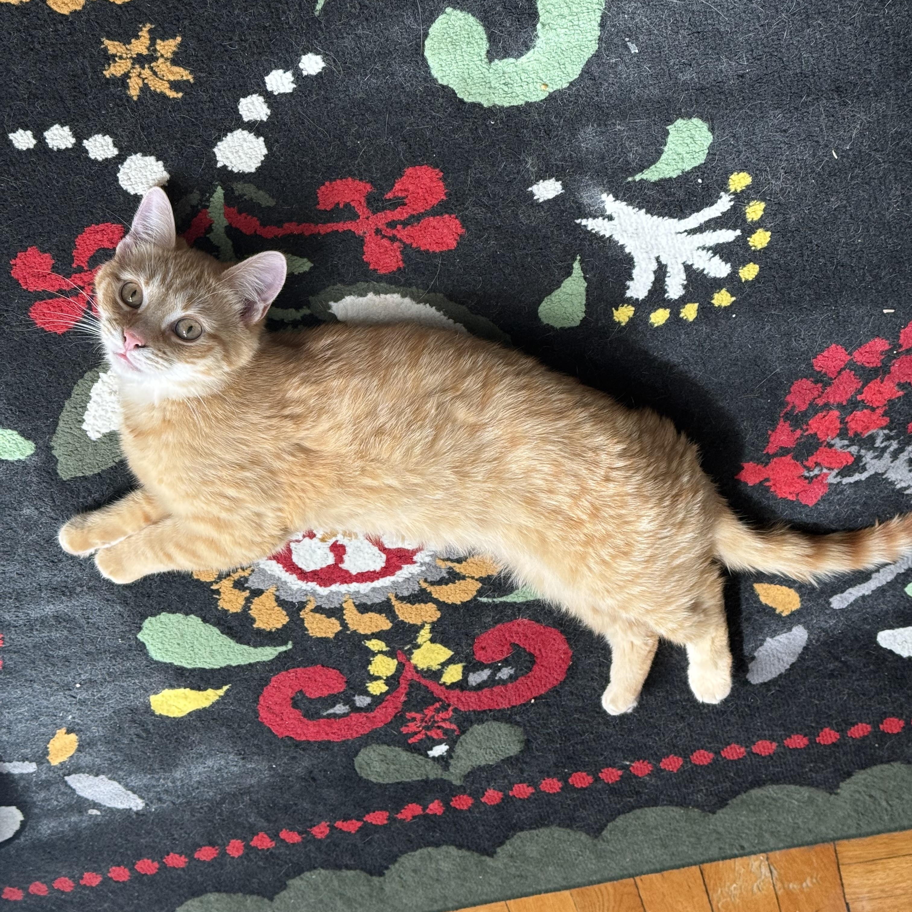 Enlarge Stevie Nicks, a Adoptable mixed breed in Brooklyn, NY image 5/6