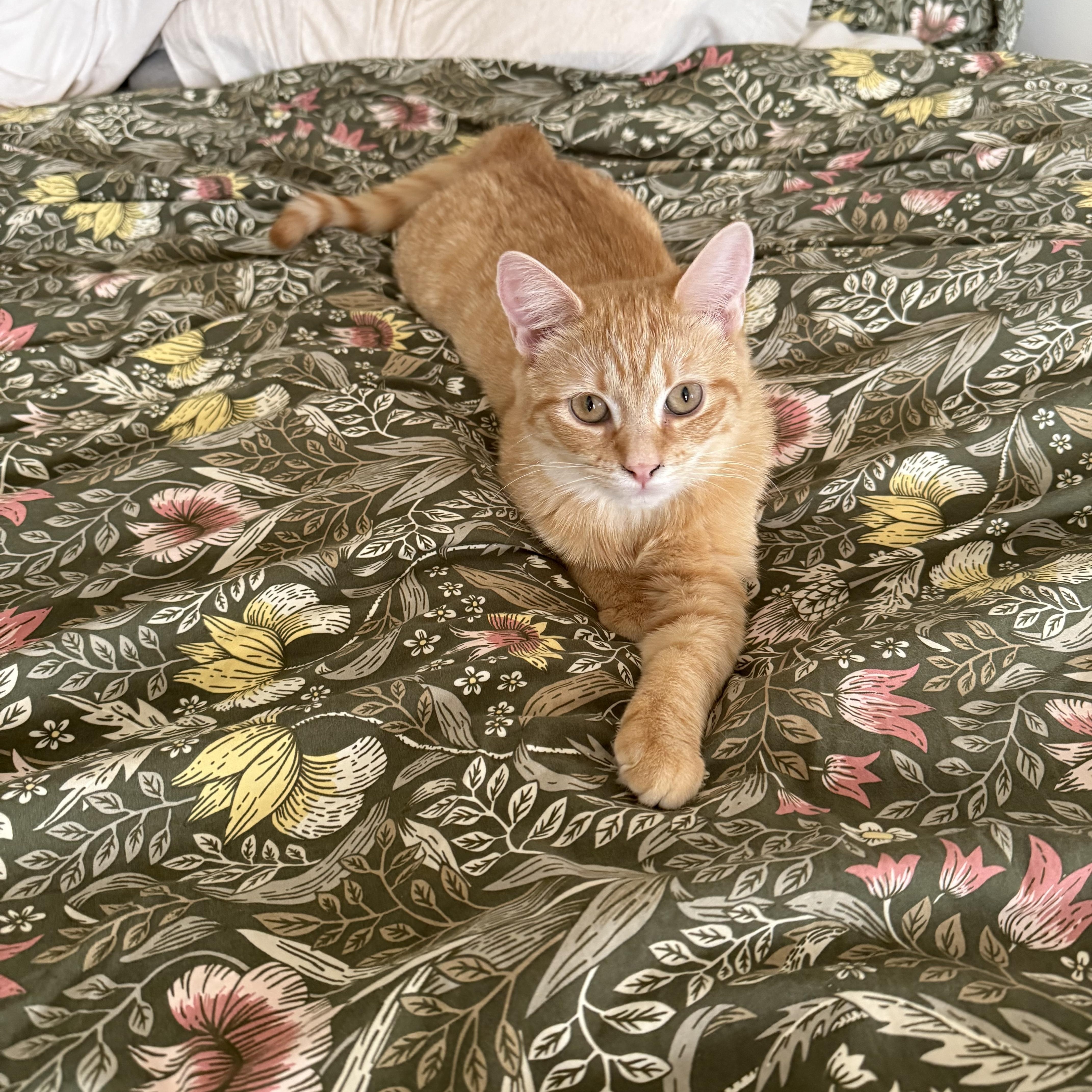 Enlarge Stevie Nicks, a Adoptable mixed breed in Brooklyn, NY image 3/6