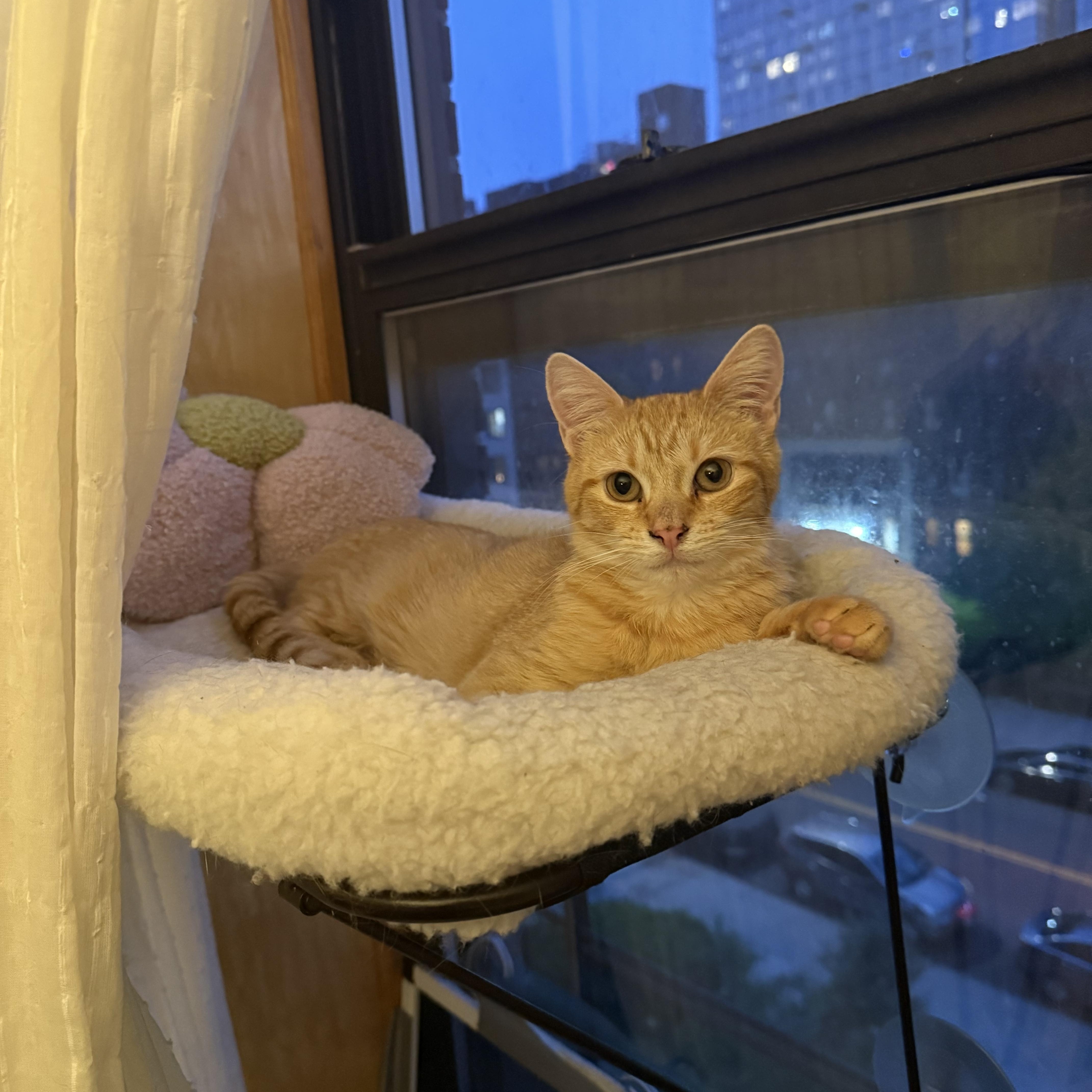 Stevie Nicks, Young Female Domestic Short Hair