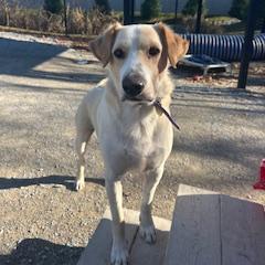 Pike, Adoptable, Adult Female Labrador Retriever & Golden Retriever.