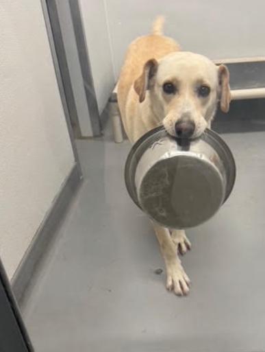 Enlarge Pike, a Adoptable mixed breed in Louisville, KY image 1/6