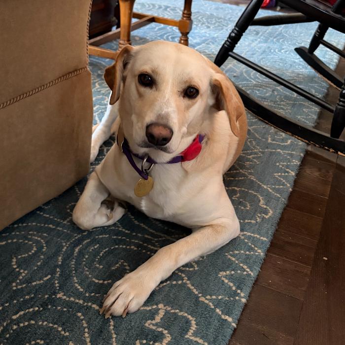 Pike #6530, Adoptable, Adult Female Labrador Retriever & Golden Retriever.