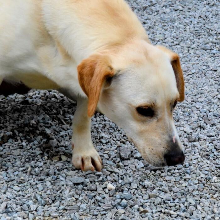Pike, a Adoptable mixed breed in Louisville, KY image 1/4