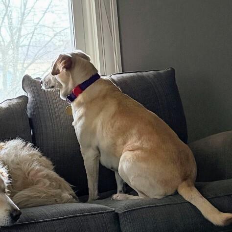 Enlarge Pike, a Adoptable mixed breed in Louisville, KY image 3/6