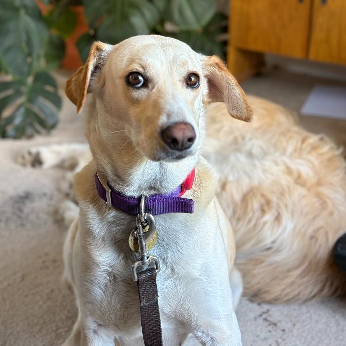 Enlarge Pike #6530, a Adoptable mixed breed in Louisville, KY image 2/6