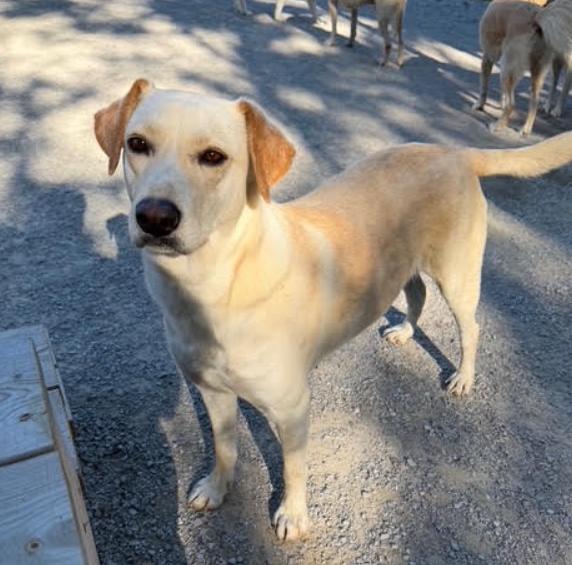 Enlarge Pike, a Adoptable mixed breed in Louisville, KY image 4/6