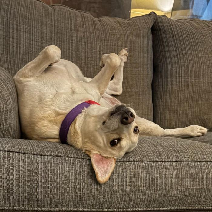 Enlarge Pike #6530, a Adoptable mixed breed in Louisville, KY image 4/6