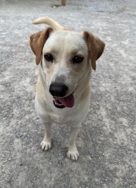 Enlarge Pike, a Adoptable mixed breed in Louisville, KY image 5/6