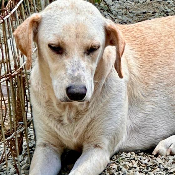 Pike, a Adoptable mixed breed in Louisville, KY image 3/4