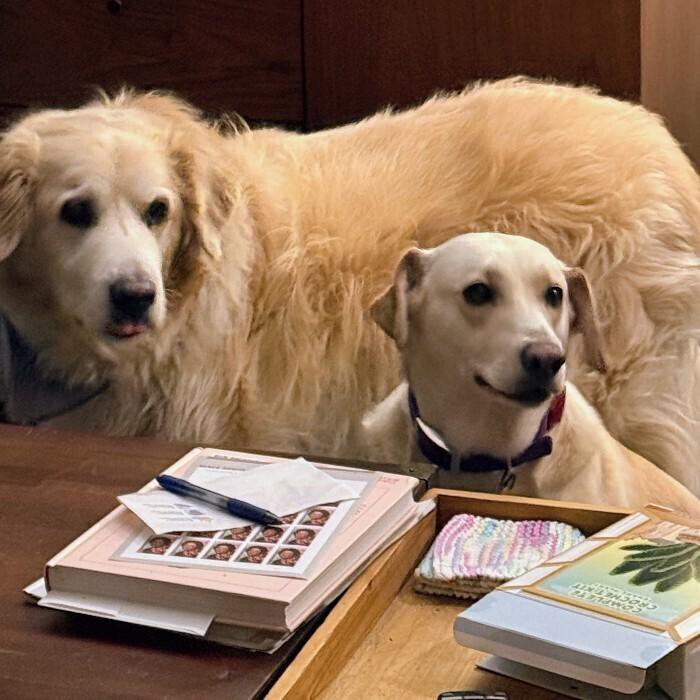 Enlarge Pike, a Adoptable mixed breed in Louisville, KY image 6/6