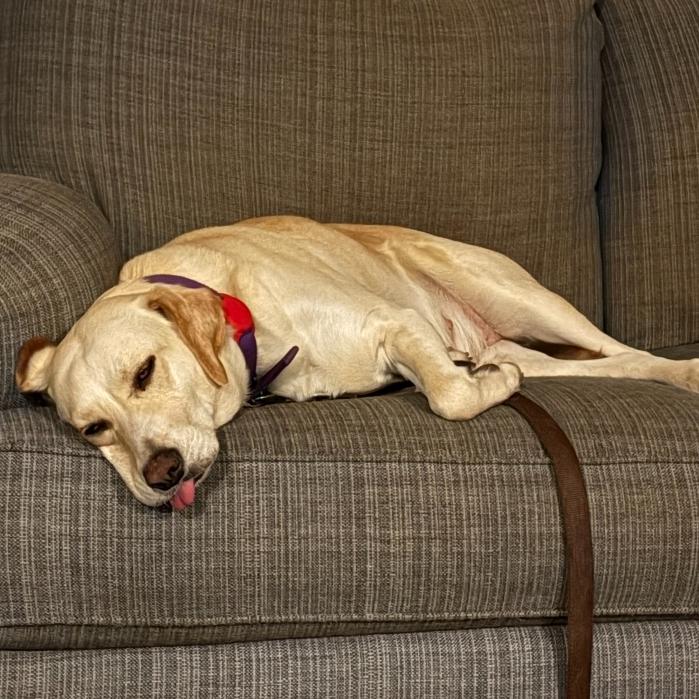 Enlarge Pike #6530, a Adoptable mixed breed in Louisville, KY image 6/6