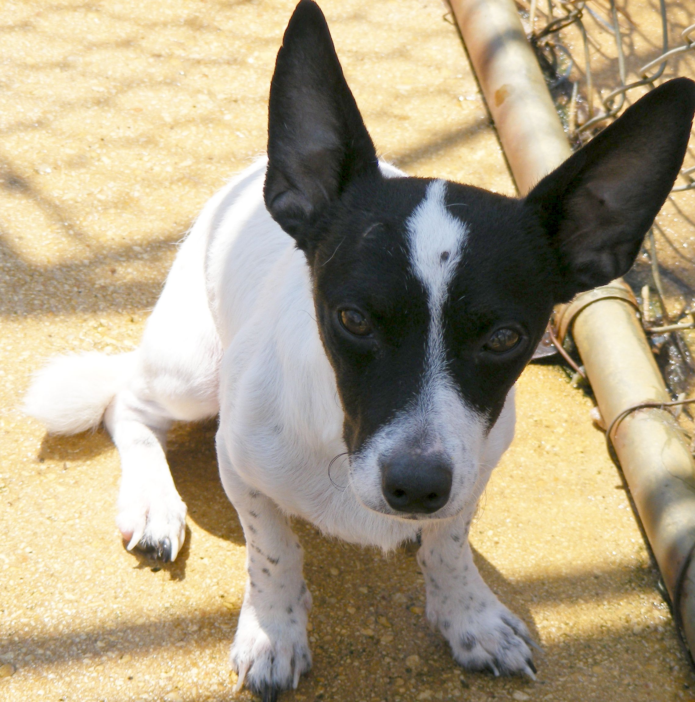 Enlarge Striker, a Adoptable mixed breed in Floresville, TX image 1/3
