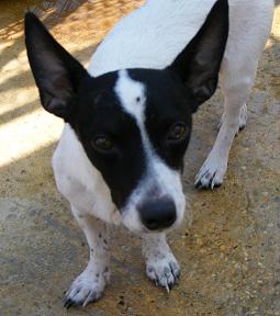 Enlarge Striker, a Adoptable mixed breed in Floresville, TX image 2/3