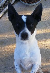 Enlarge Striker, a Adoptable mixed breed in Floresville, TX image 3/3