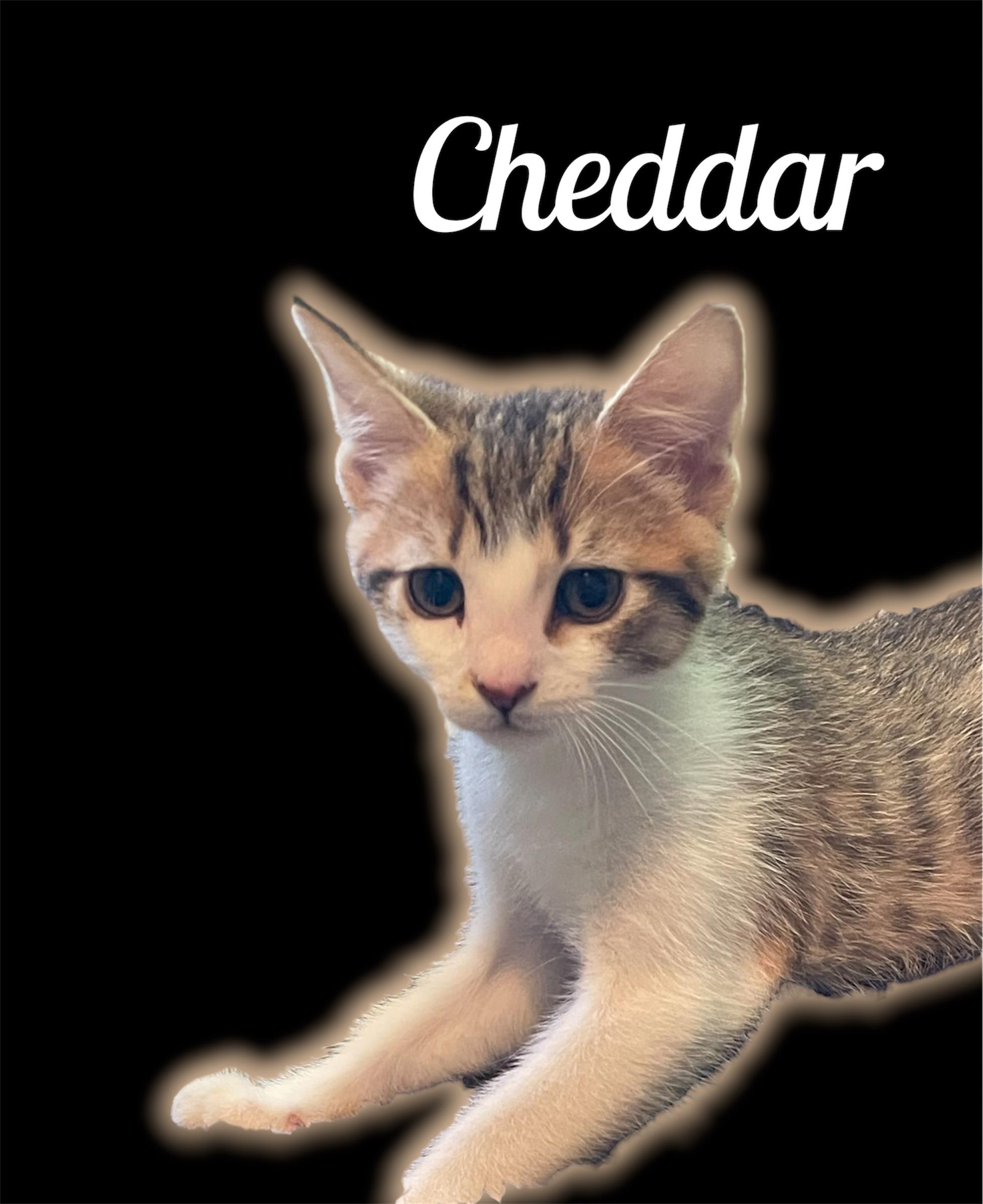 Cheddar, adopted, Kitten Male Domestic Short Hair.