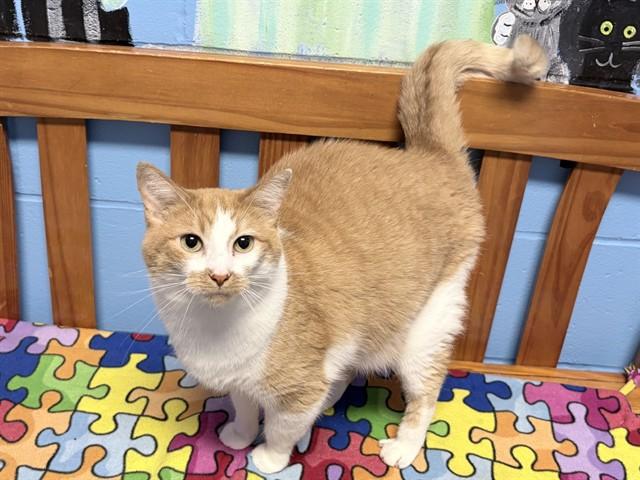 PIXIE, Adoptable, Adult Female Domestic Short Hair.