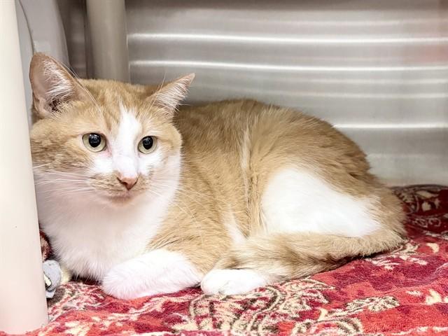 PIXIE, Adoptable, Adult Female Domestic Short Hair.