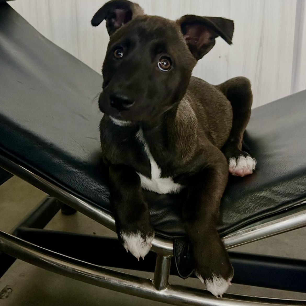 Mystic, a Adoptable mixed breed in San Diego, CA image 4/5