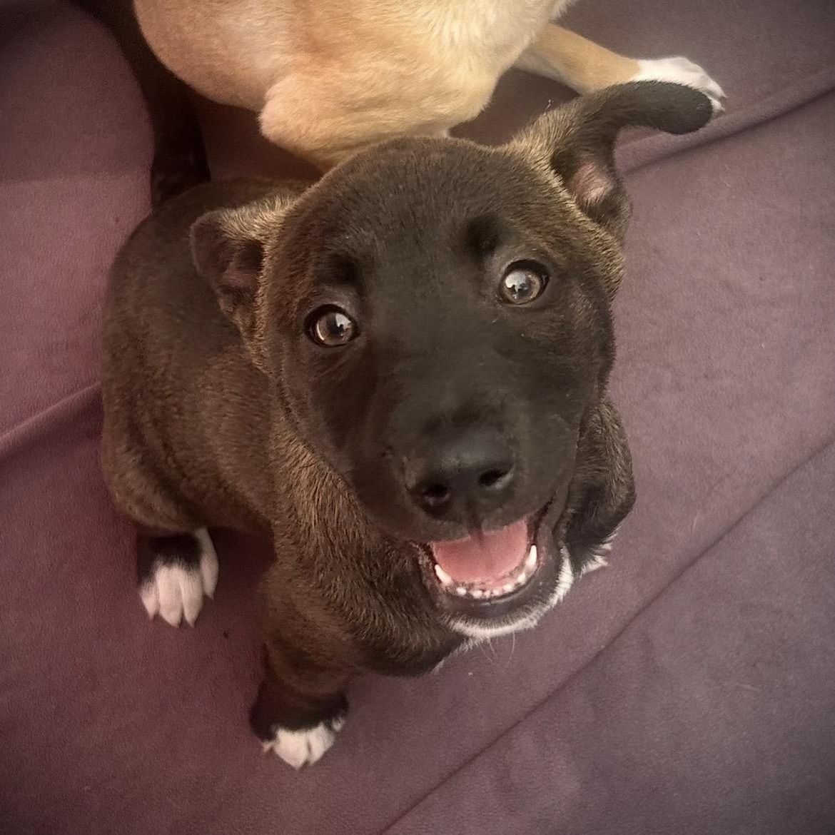 Mystic, a Adoptable mixed breed in San Diego, CA image 3/5