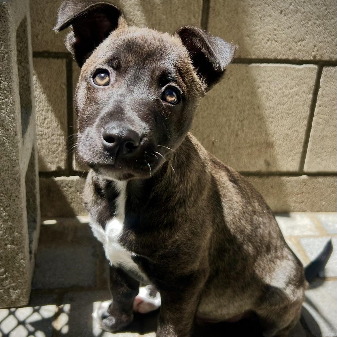Mystic, Adoptable, Puppy Male Shepherd & Husky.