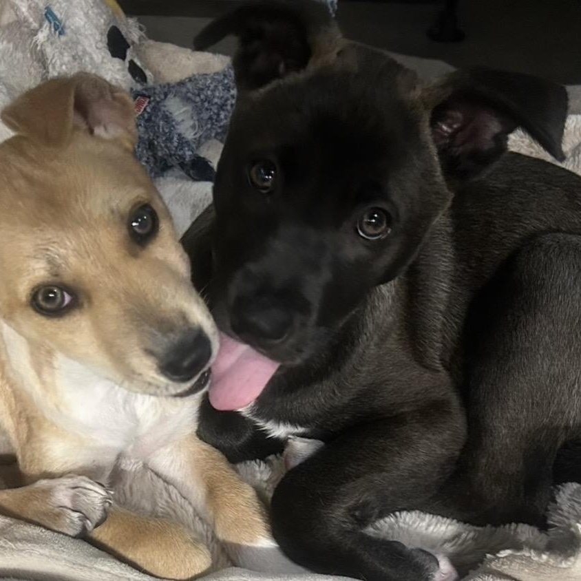 Mystic, a Adoptable mixed breed in San Diego, CA image 2/5