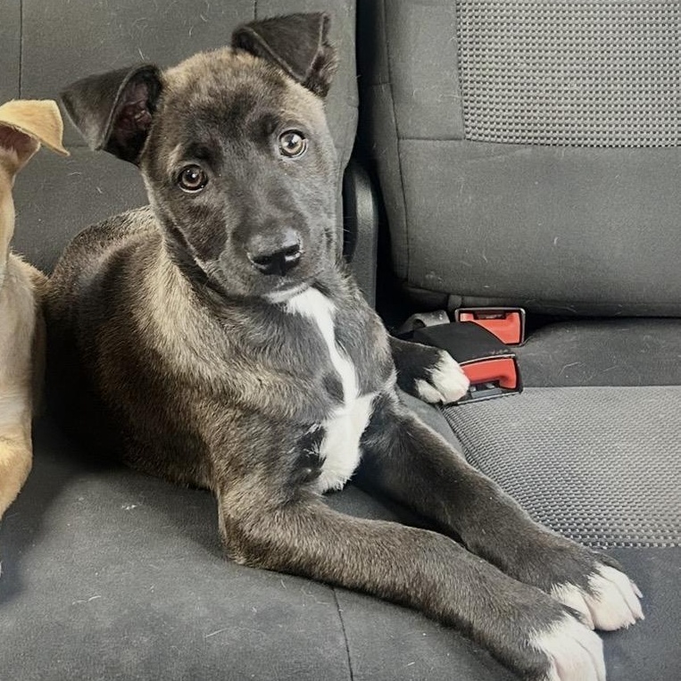 Mystic, a Adoptable mixed breed in San Diego, CA image 5/5