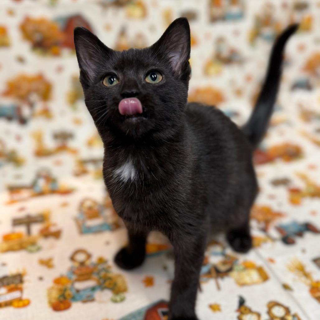 Spoon, a Adoptable Domestic Short Hair in Delaware, OH image 1/6