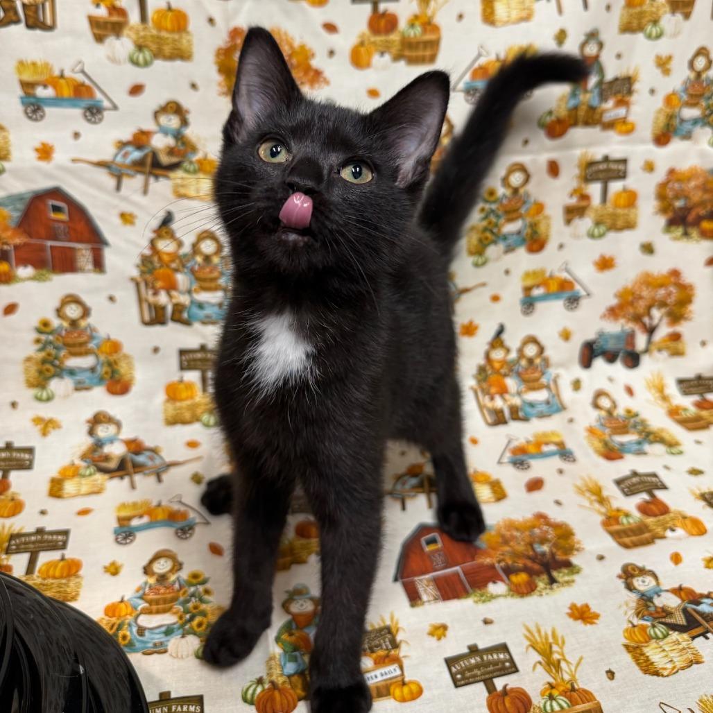 Spoon, a Adoptable Domestic Short Hair in Delaware, OH image 2/6