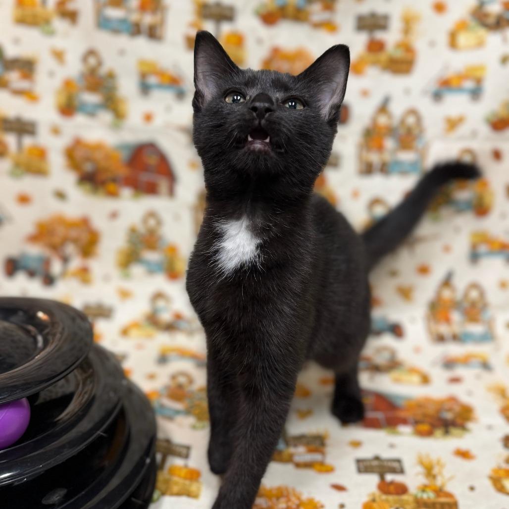 Spoon, a Adoptable Domestic Short Hair in Delaware, OH image 3/6