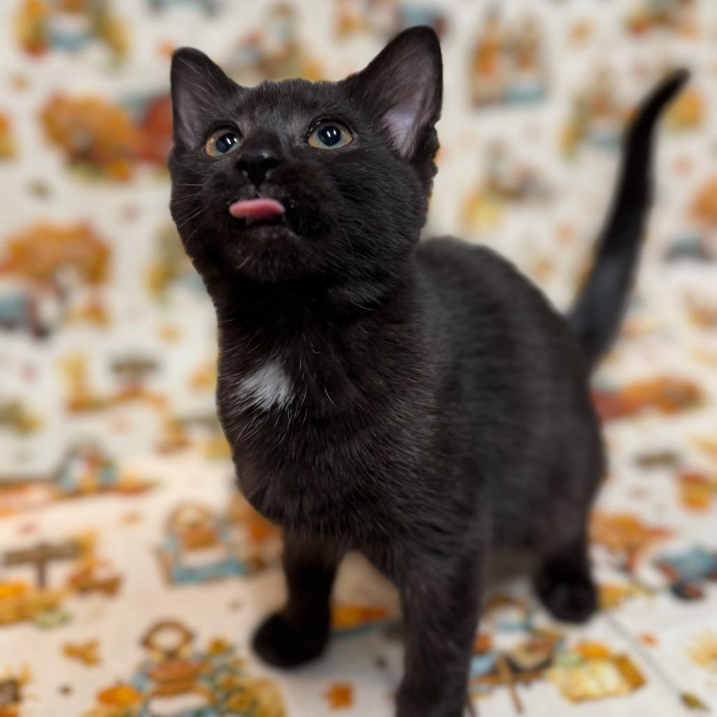 Spoon, a Adoptable Domestic Short Hair in Delaware, OH image 4/6