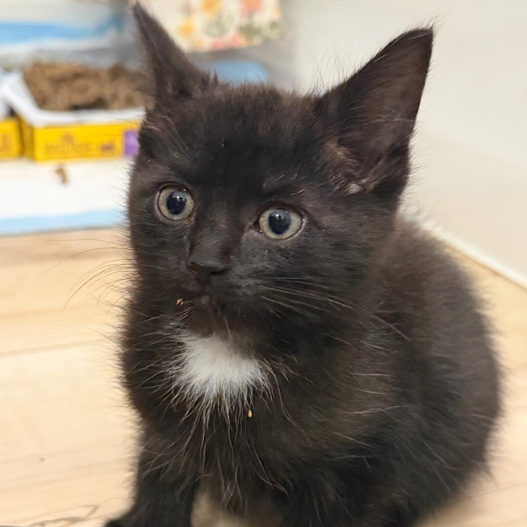 Spoon, a Adoptable Domestic Short Hair in Delaware, OH image 5/6