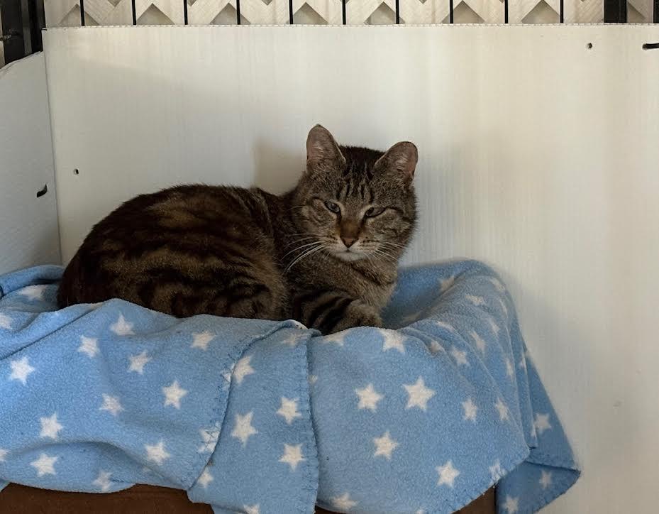 Enlarge Mia, a Adoptable Domestic Short Hair in Carson City, NV image 2/3