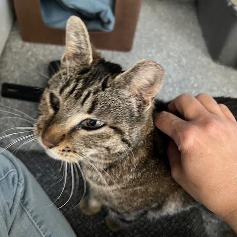 Mia, Adoptable, Adult Female Domestic Short Hair.