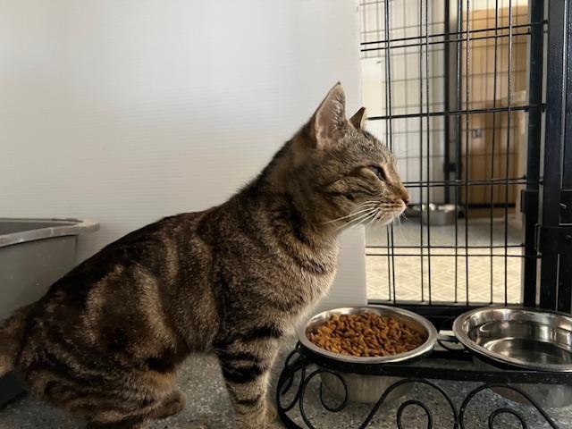 Enlarge Mia, a Adoptable Domestic Short Hair in Carson City, NV image 3/3