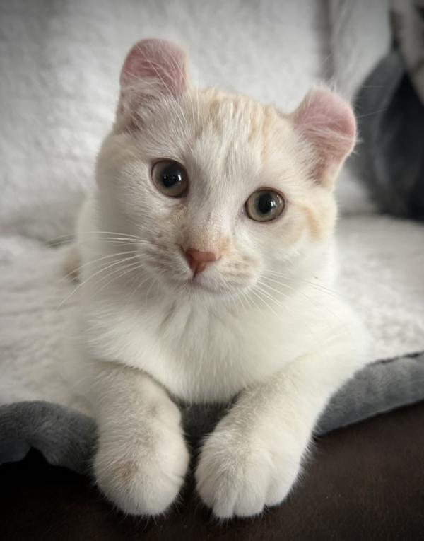 Enlarge HARLOW, an adopted American Curl in Savoy, IL image 3/4