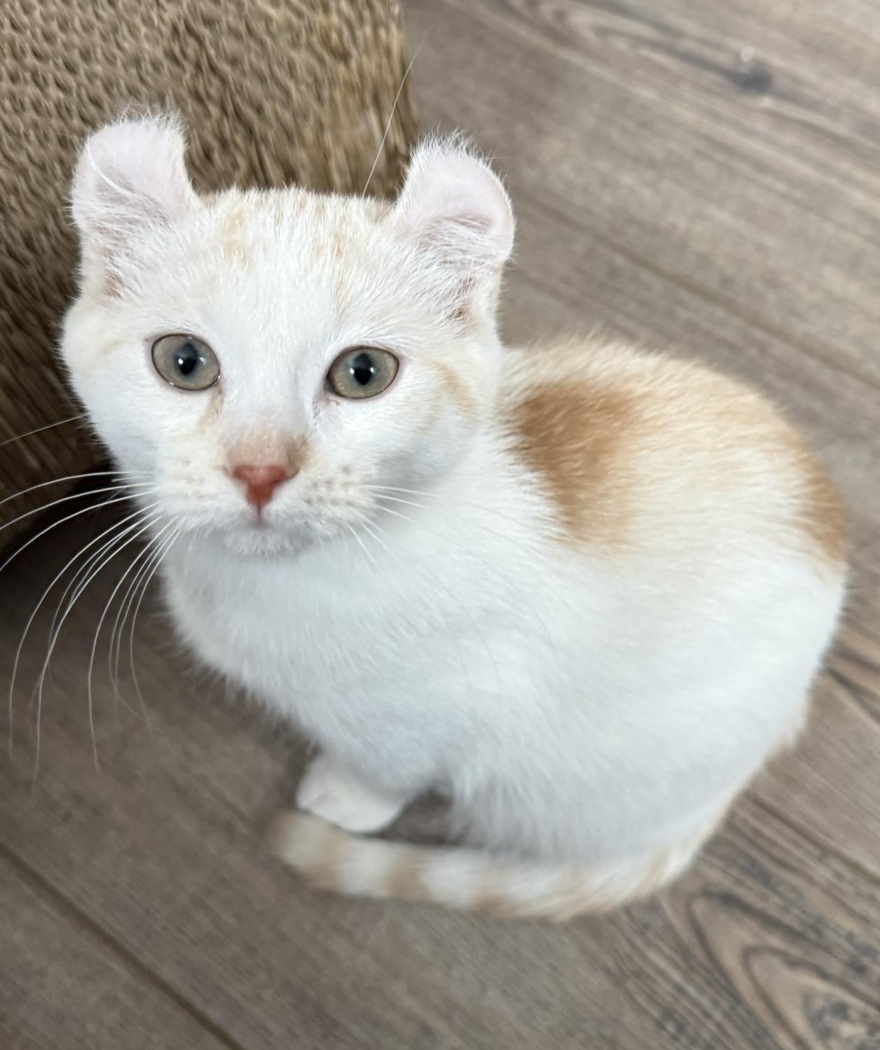HARLOW, adopted, Kitten Female American Curl.