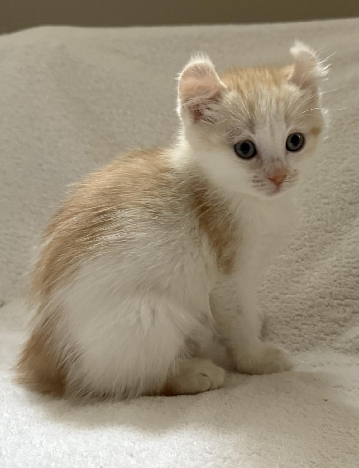 Enlarge HARLOW, an adopted American Curl in Savoy, IL image 2/4