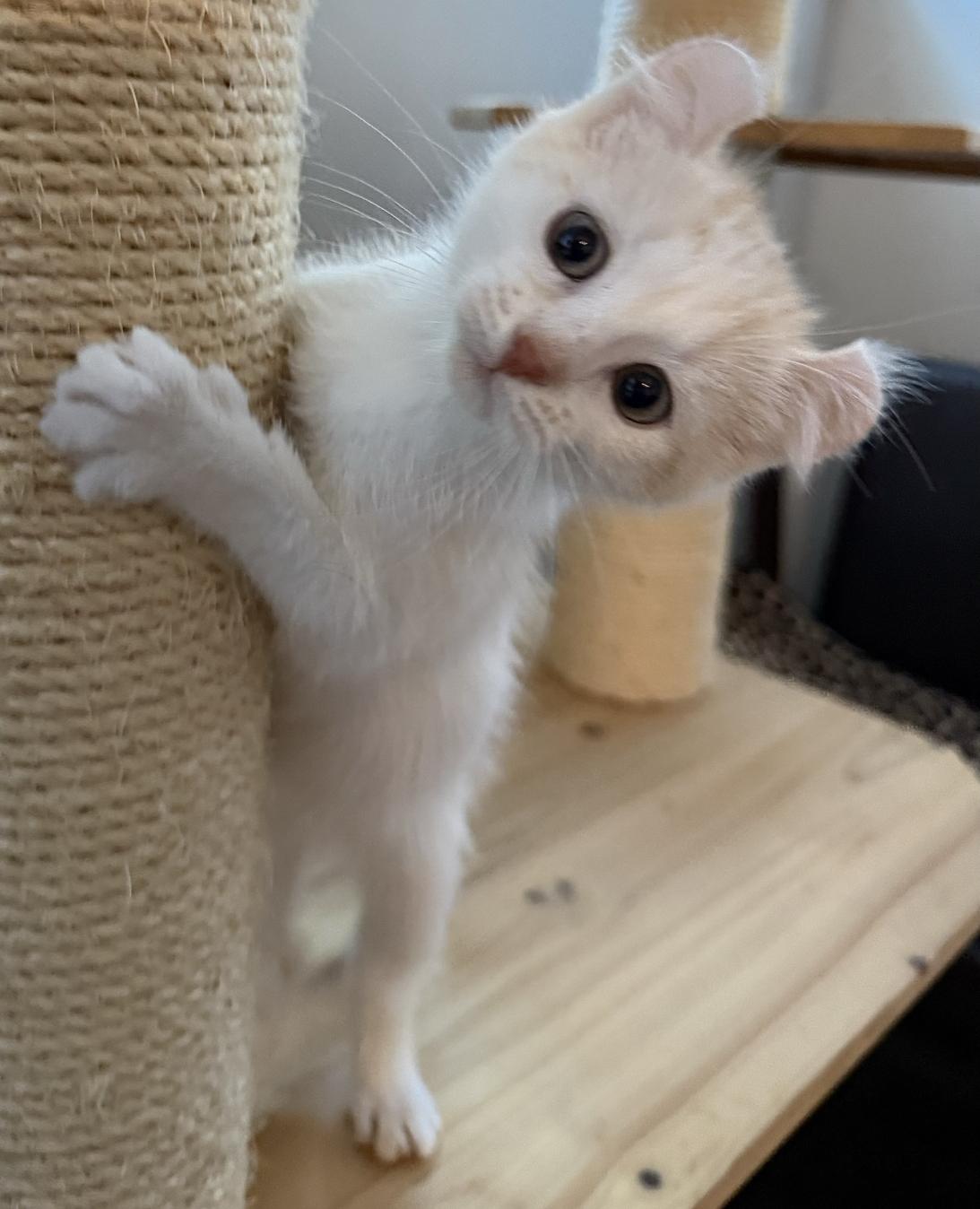 Enlarge HARLOW, an adopted American Curl in Savoy, IL image 4/4