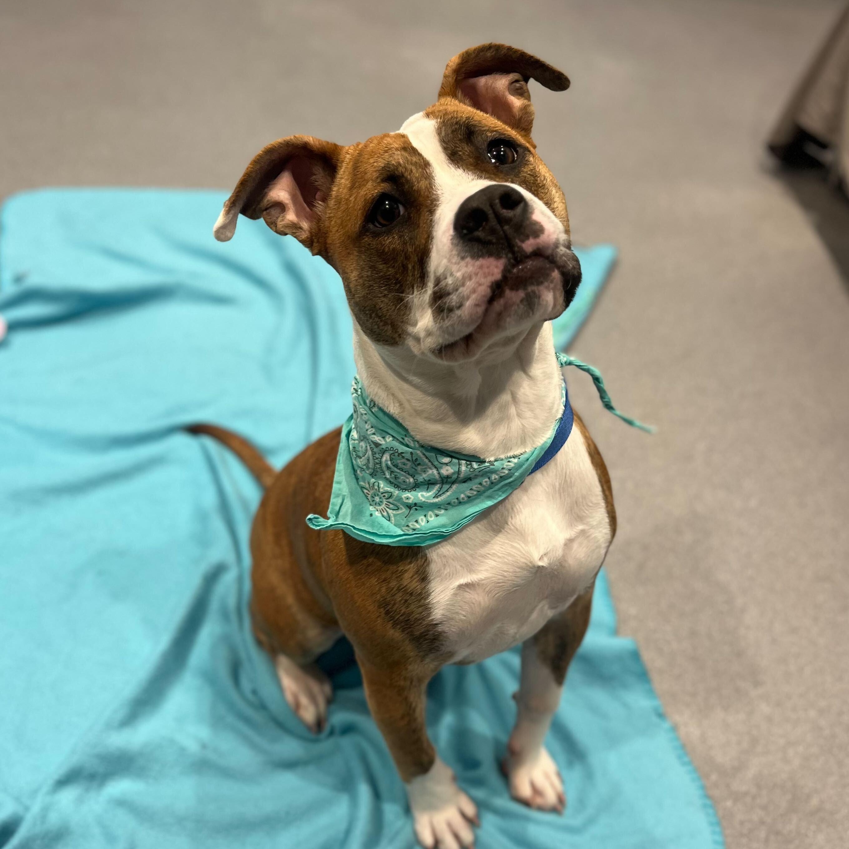 Georgia, adoptable, Young Female Mixed Breed.